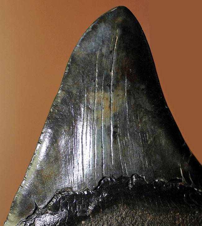 エクストララージ、15センチオーバー!食物連鎖の頂点に君臨していたメガロドン(Carcharodon megalodon)の巨大歯化石(その6)