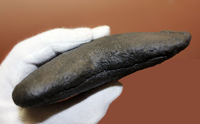 エクストララージ、15センチオーバー!食物連鎖の頂点に君臨していたメガロドン(Carcharodon megalodon)の巨大歯化石(その7)