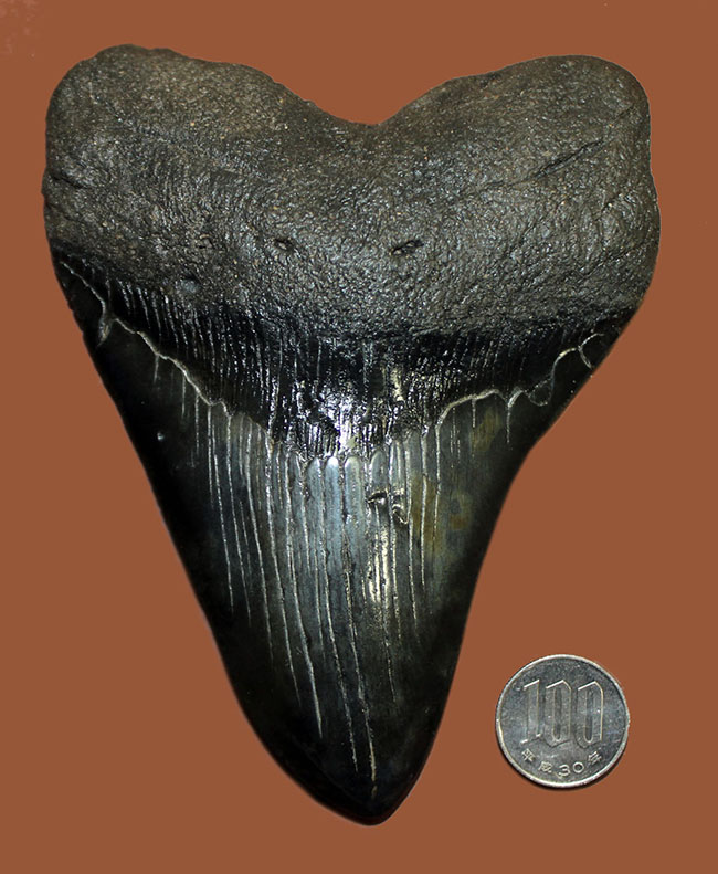 エクストララージ、１５センチオーバー！食物連鎖の頂点に君臨していたメガロドン（Carcharodon megalodon）の巨大歯化石（その8）