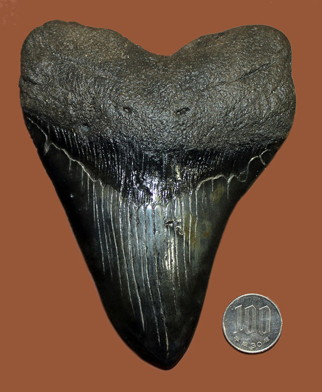 エクストララージ、15センチオーバー!食物連鎖の頂点に君臨していたメガロドン(Carcharodon megalodon)の巨大歯化石(その8)
