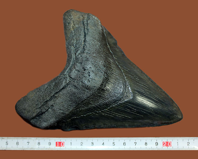 極上品！サイズと保存状態が極点で融合した極めて価値の高いメガロドン（Carcharodon megalodon）の歯化石。一生ものの標本をお探しの方におすすめいたします。（その10）