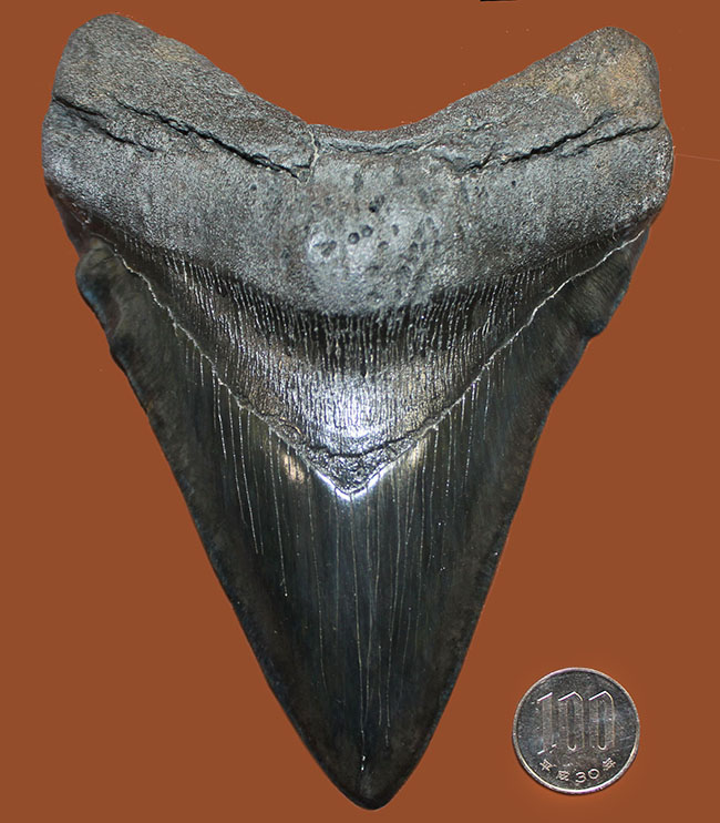 極上品！サイズと保存状態が極点で融合した極めて価値の高いメガロドン（Carcharodon megalodon）の歯化石。一生ものの標本をお探しの方におすすめいたします。（その11）