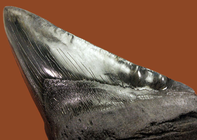 極上品！サイズと保存状態が極点で融合した極めて価値の高いメガロドン（Carcharodon megalodon）の歯化石。一生ものの標本をお探しの方におすすめいたします。（その5）