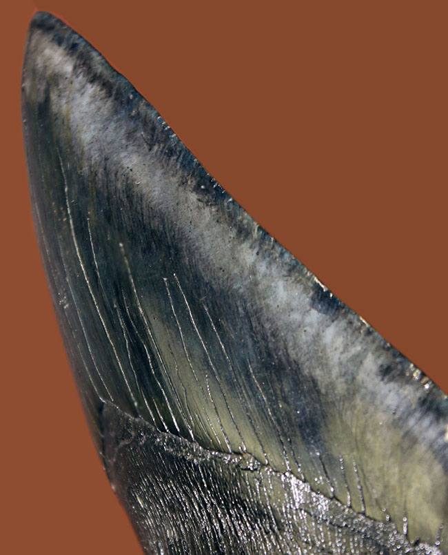 極上品！サイズと保存状態が極点で融合した極めて価値の高いメガロドン（Carcharodon megalodon）の歯化石。一生ものの標本をお探しの方におすすめいたします。（その7）