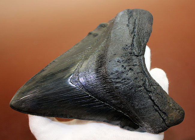 極上品！サイズと保存状態が極点で融合した極めて価値の高いメガロドン（Carcharodon megalodon）の歯化石。一生ものの標本をお探しの方におすすめいたします。（その9）