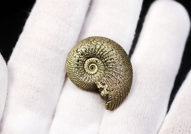 両面ともに凄まじい縫合線に覆われた、ロシア産黄鉄鉱化アンモナイト