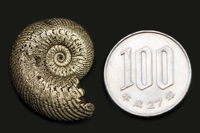 両面ともに凄まじい縫合線に覆われた、ロシア産黄鉄鉱化アンモナイト