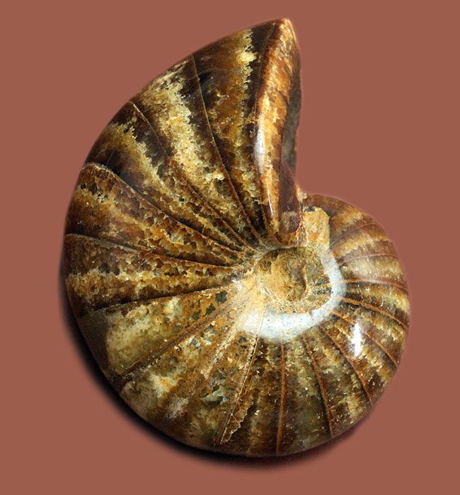深みのある茶色が印象的な、中生代白亜紀の深海に棲息していたオウムガイ（Nautilus）の殻の化石（その1）