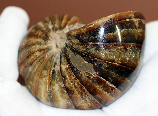 深みのある茶色が印象的な、中生代白亜紀の深海に棲息していたオウムガイ（Nautilus）の殻の化石（その6）