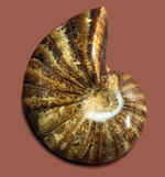深みのある茶色が印象的な、中生代白亜紀の深海に棲息していたオウムガイ（Nautilus）の殻の化石