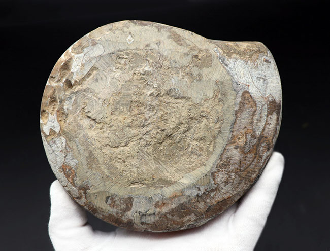 ビッグサイズ、幾何学的な模様が人気！アンモナイトの祖先、古生代の頭