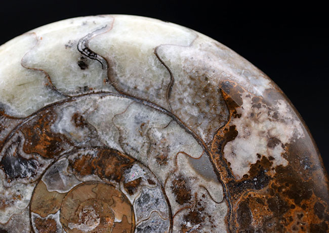 ビッグサイズ、幾何学的な模様が人気！アンモナイトの祖先、古生代の頭足類、ゴニアタイト（Goniatite）の化石（その3）