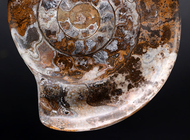 ビッグサイズ、幾何学的な模様が人気！アンモナイトの祖先、古生代の頭