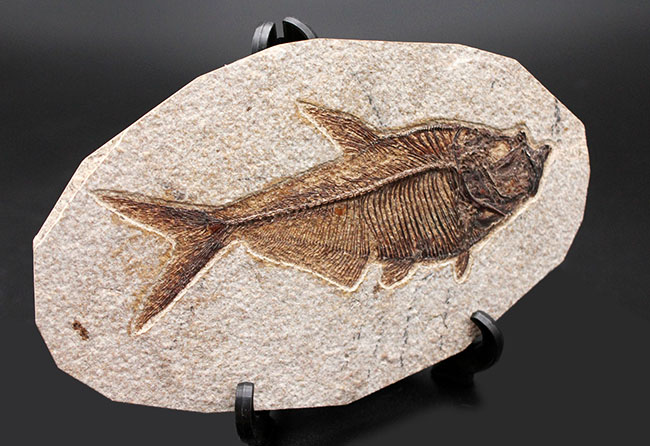 最高の保存状態！古代魚ディプロミスタス（Diplomystus dentatus）（その10）