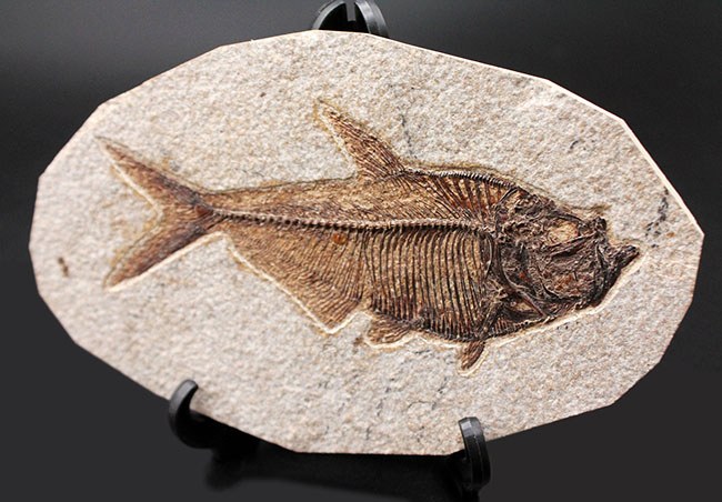 最高の保存状態！古代魚ディプロミスタス（Diplomystus dentatus）（その11）