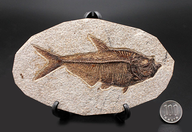 最高の保存状態！古代魚ディプロミスタス（Diplomystus dentatus）（その14）