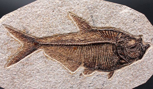最高の保存状態！古代魚ディプロミスタス（Diplomystus dentatus）（その2）
