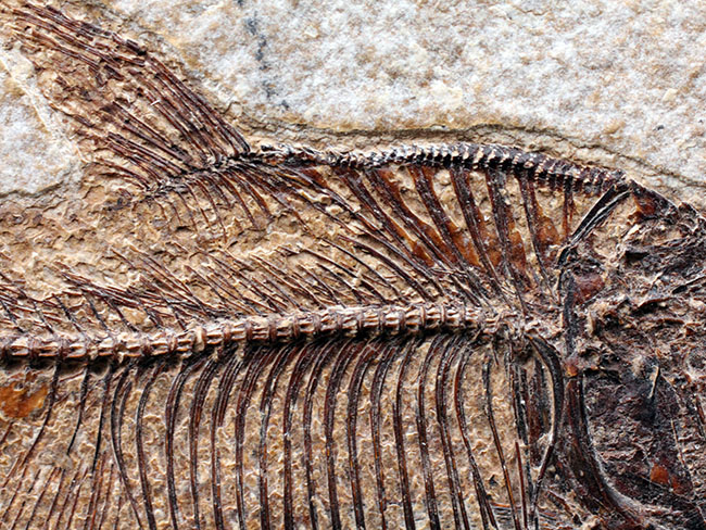 ディプロミスタスの化石 古代魚の化石 約6.5センチ×5センチ 最高の保存状態！古代魚ディプロミスタス（Diplomystus dentatus