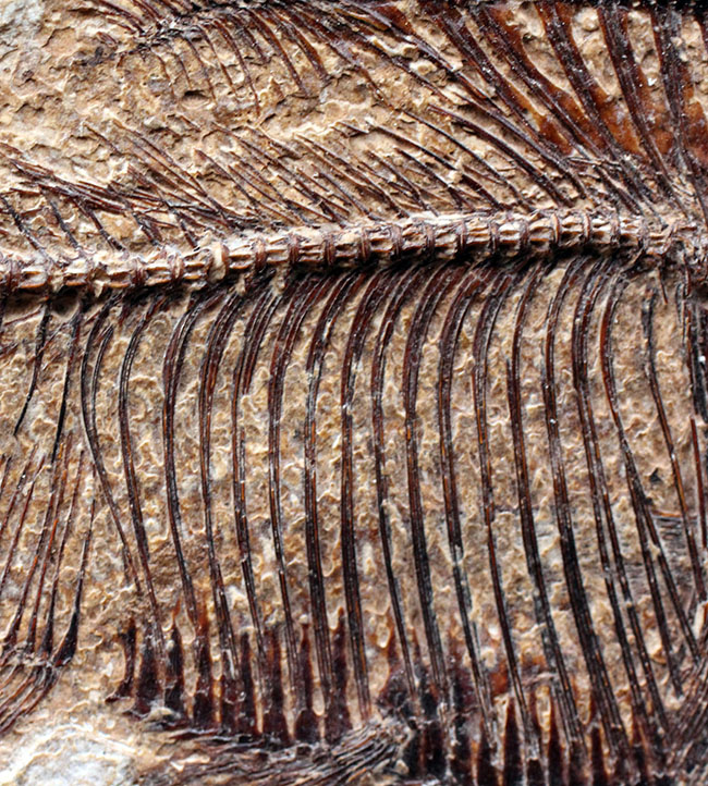 最高の保存状態！古代魚ディプロミスタス（Diplomystus dentatus