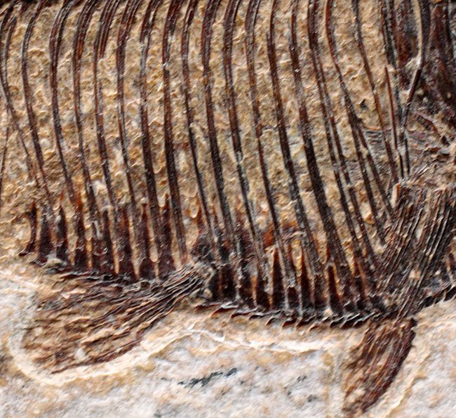 ディプロミスタスの化石 古代魚の化石 約6.5センチ×5センチ 最高の保存状態！古代魚ディプロミスタス（Diplomystus dentatus