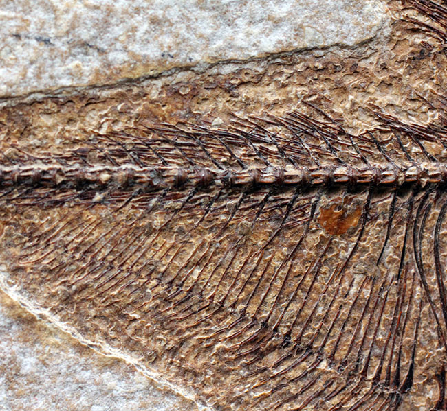 最高の保存状態！古代魚ディプロミスタス（Diplomystus dentatus