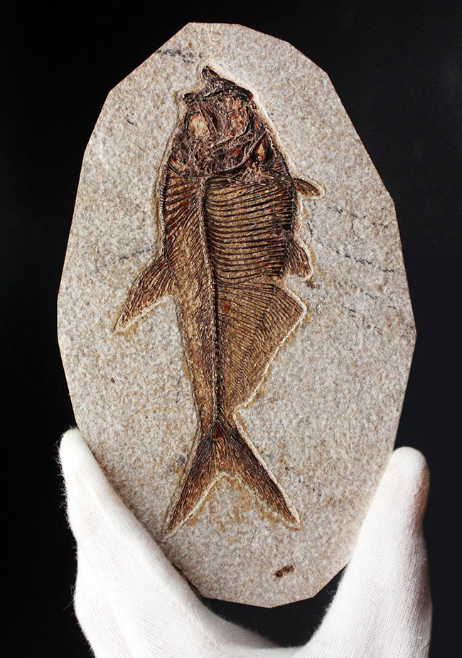 最高の保存状態！古代魚ディプロミスタス（Diplomystus dentatus）（その9）