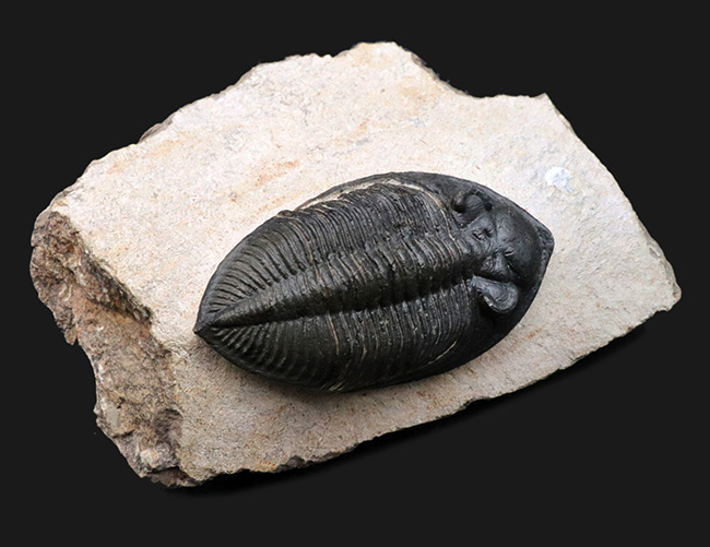 シンメトリー、サイズ、保存状態いずれも上質、モロッコ産の人気三葉虫、ズリコバスピス(Zlichovaspis)の化石(その1)