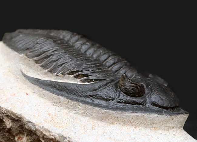 シンメトリー、サイズ、保存状態いずれも上質、モロッコ産の人気三葉虫、ズリコバスピス（Zlichovaspis）の化石（その10）