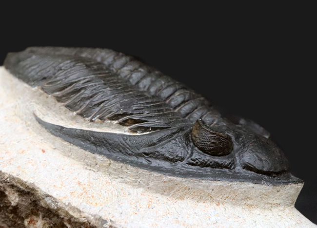 シンメトリー、サイズ、保存状態いずれも上質、モロッコ産の人気三葉虫、ズリコバスピス(Zlichovaspis)の化石(その10)