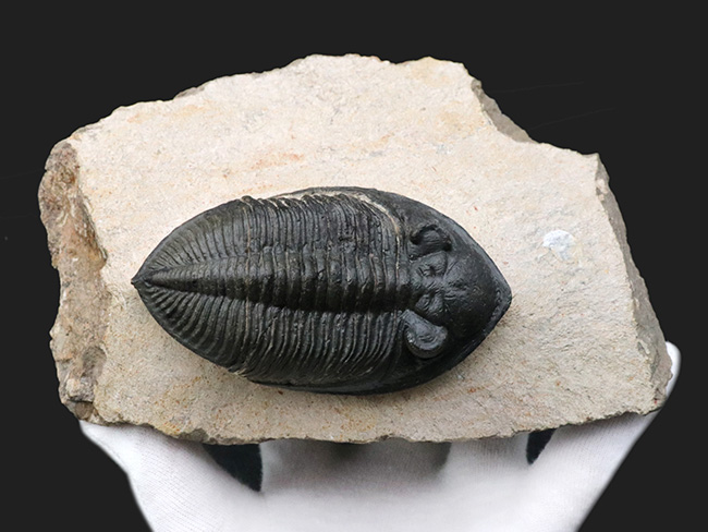 シンメトリー、サイズ、保存状態いずれも上質、モロッコ産の人気三葉虫、ズリコバスピス(Zlichovaspis)の化石(その11)