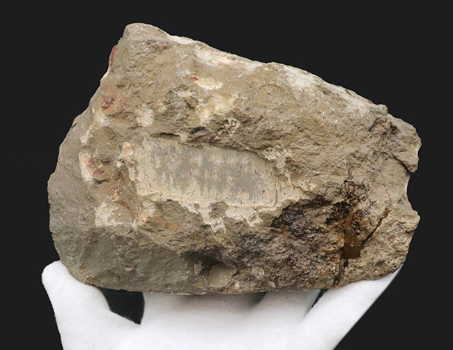 シンメトリー、サイズ、保存状態いずれも上質、モロッコ産の人気三葉虫、ズリコバスピス(Zlichovaspis)の化石(その12)