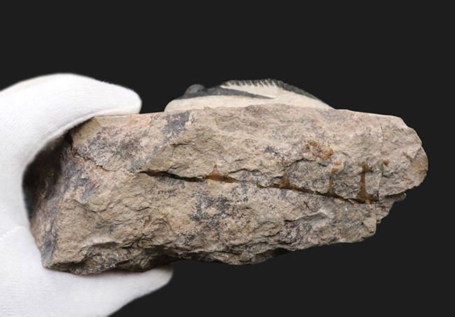 シンメトリー、サイズ、保存状態いずれも上質、モロッコ産の人気三葉虫、ズリコバスピス(Zlichovaspis)の化石(その13)
