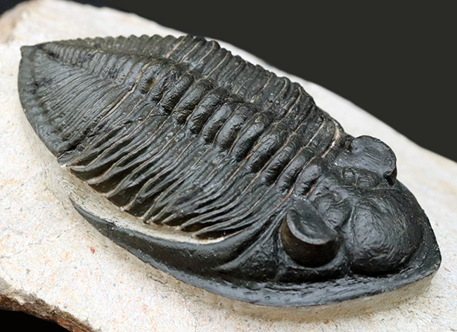 シンメトリー、サイズ、保存状態いずれも上質、モロッコ産の人気三葉虫、ズリコバスピス(Zlichovaspis)の化石(その14)