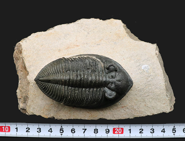 シンメトリー、サイズ、保存状態いずれも上質、モロッコ産の人気三葉虫、ズリコバスピス(Zlichovaspis)の化石(その15)