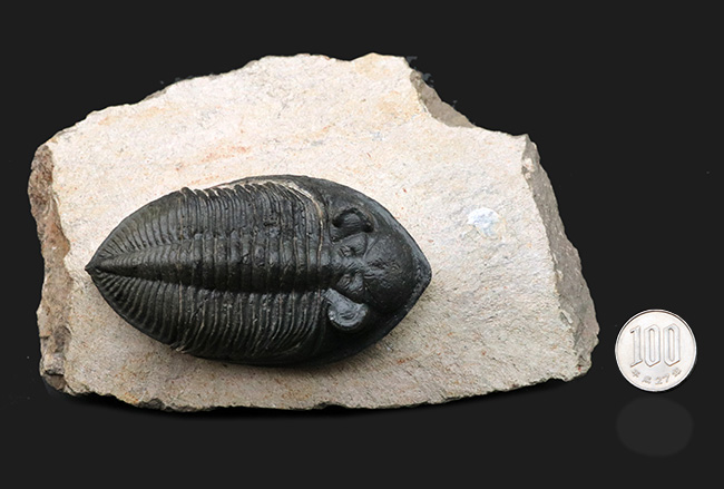 シンメトリー、サイズ、保存状態いずれも上質、モロッコ産の人気三葉虫、ズリコバスピス（Zlichovaspis）の化石（その16）