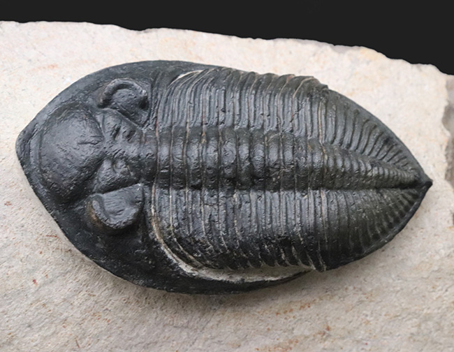 シンメトリー、サイズ、保存状態いずれも上質、モロッコ産の人気三葉虫、ズリコバスピス(Zlichovaspis)の化石(その4)