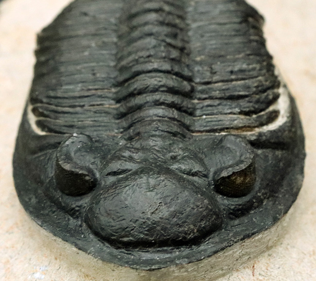 シンメトリー、サイズ、保存状態いずれも上質、モロッコ産の人気三葉虫、ズリコバスピス(Zlichovaspis)の化石(その5)
