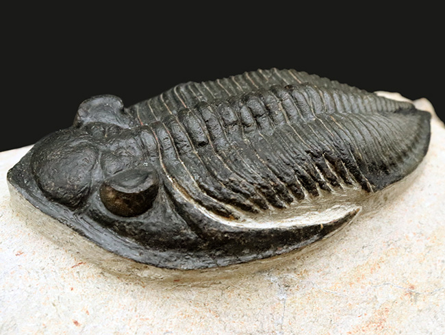 シンメトリー、サイズ、保存状態いずれも上質、モロッコ産の人気三葉虫、ズリコバスピス(Zlichovaspis)の化石(その6)