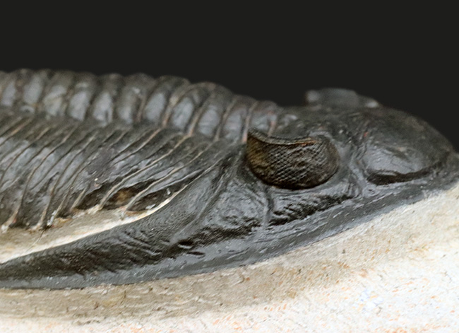 シンメトリー、サイズ、保存状態いずれも上質、モロッコ産の人気三葉虫、ズリコバスピス(Zlichovaspis)の化石(その8)