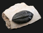 シンメトリー、サイズ、保存状態いずれも上質、モロッコ産の人気三葉虫、ズリコバスピス（Zlichovaspis）の化石