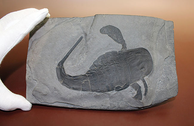 ウミサソリ 化石 [Z517] ユーリプテルス ウミサソリ 化石 [Z517] ユーリプテルス - メルカリ