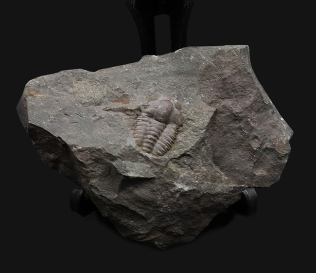最も原始的な姿、初期の三葉虫、エリプソセファルス・ホッフィ(Ellipsocephalus hoffi)の上質個体(その1)