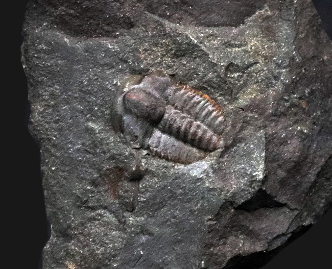 最も原始的な姿、初期の三葉虫、エリプソセファルス・ホッフィ（Ellipsocephalus hoffi）の上質個体（その3）