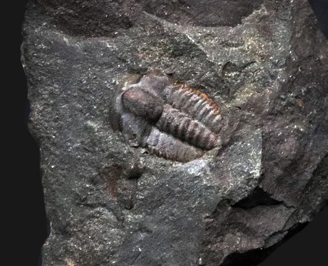 最も原始的な姿、初期の三葉虫、エリプソセファルス・ホッフィ(Ellipsocephalus hoffi)の上質個体(その3)