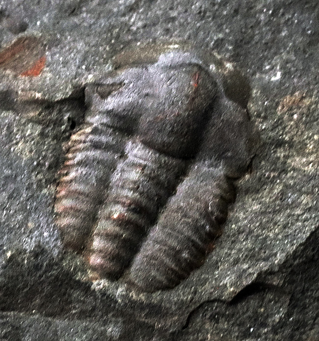 最も原始的な姿、初期の三葉虫、エリプソセファルス・ホッフィ（Ellipsocephalus hoffi）の上質個体（その5）