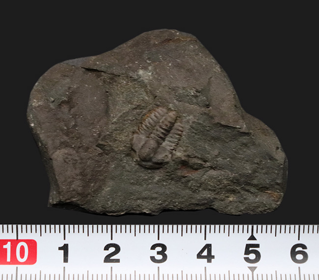 最も原始的な姿、初期の三葉虫、エリプソセファルス・ホッフィ(Ellipsocephalus hoffi)の上質個体(その6)