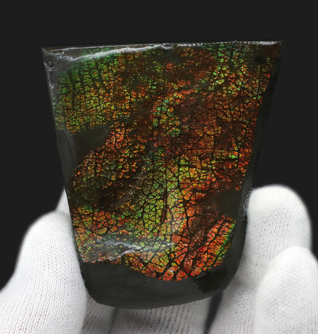 目の細かいドラゴンスキン！生物由来の宝石、アンモライト（Ammolite）の美しきピース（その1）