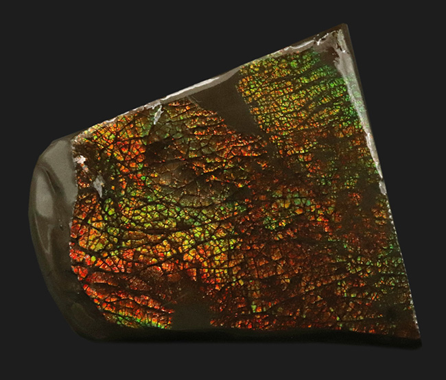 目の細かいドラゴンスキン!生物由来の宝石、アンモライト(Ammolite)の美しきピース(その2)