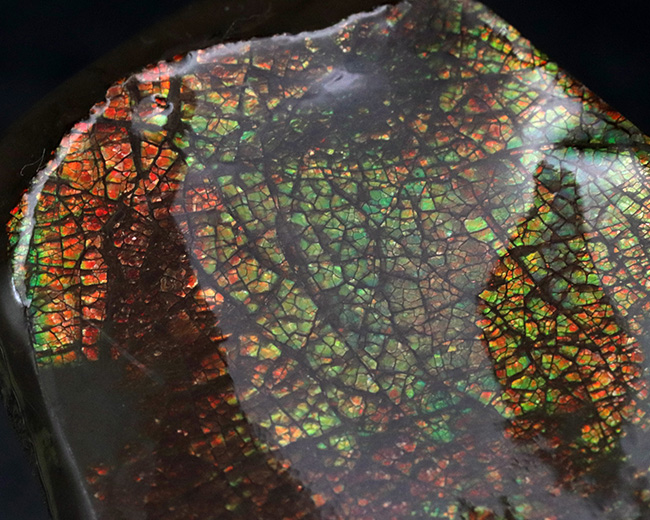 目の細かいドラゴンスキン!生物由来の宝石、アンモライト(Ammolite)の美しきピース(その3)