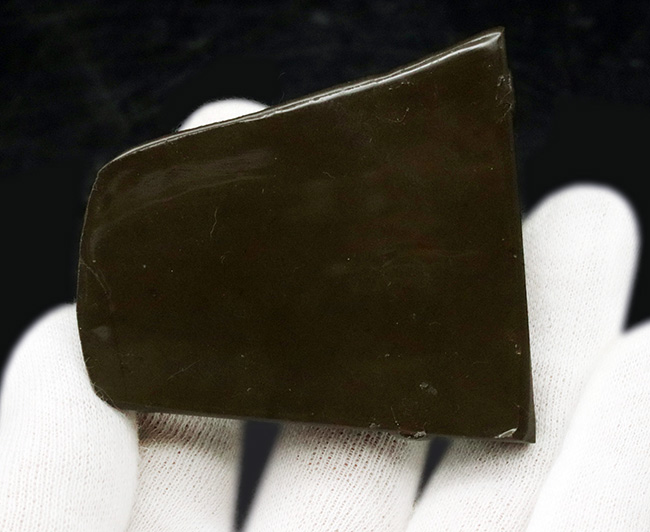 目の細かいドラゴンスキン!生物由来の宝石、アンモライト(Ammolite)の美しきピース(その4)